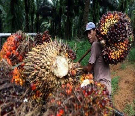 Ilustrasi penetapan harga sawit Riau (foto/int)